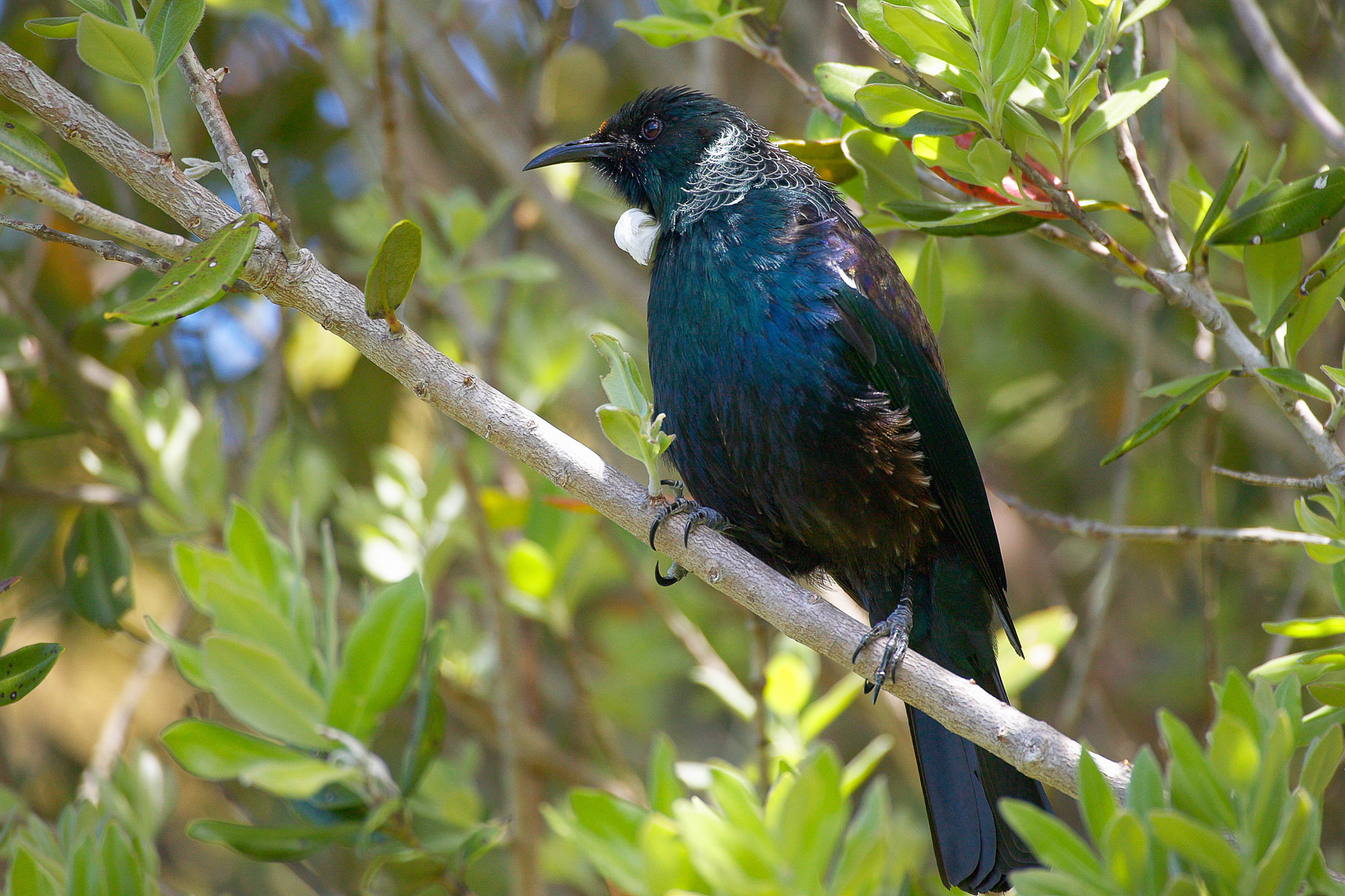 tui, New Zealand